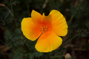 A beautiful flower of California poppy in the botanical garden