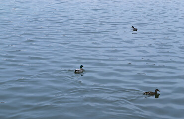 Three ducks swim in the river in ribbed water