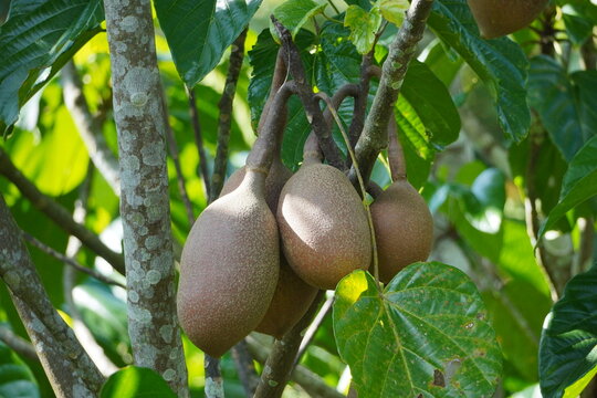 Pangium edule seeds on the tree, used as a spice in Indonesian cooking. Known as Kluwek. Used as an ingredient in traditional Indonesian dishes, namely Rawon.
