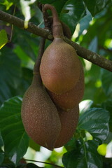 Pangium edule seeds on the tree, used as a spice in Indonesian cooking. Known as Kluwek. Used as an ingredient in traditional Indonesian dishes, namely Rawon.