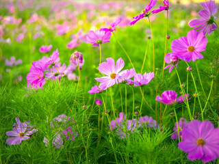 Fototapeta premium Beautiful purple cosmos flowers at cosmos field in moring sunlight. amazing of cosmos flower field landscape in sunset. nature flower background.