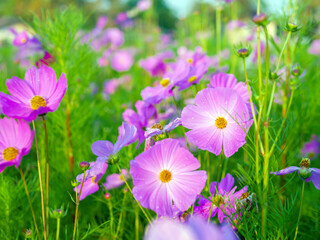 Close-up of beautiful cosmos flowers at cosmos field in moring sunlight. amazing of close-up of cosmos flower. nature flower  background.