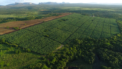 Obraz premium Agricultural farm with environmental area preserved and field in the background being prepared for another type of plantation