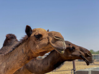 Camels in the desert