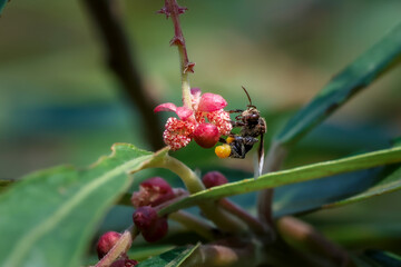 close up beautiful small insect lovingly embracing a flower