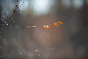 Autumn leaves in the forest, La Pampa Province, Patagonia, Argentina.