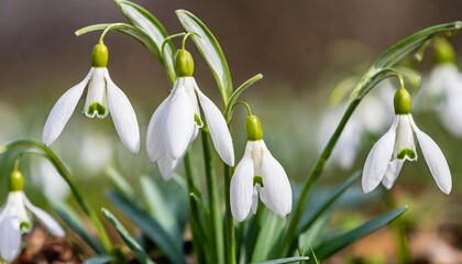 snowdrop flowers with several snowdrops close up nature photo