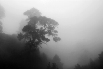 pine tree in the mist from tradewind, La Palma, Canary Islands, Spain