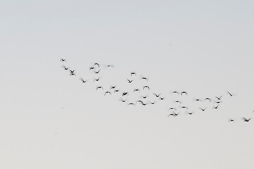 Egret flock in flight, La Pampa province, Patagonia, Argentina