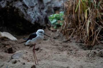 Black-Winged Stilt Foraging in Coastal Sands