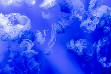 Underwater Ballet of Pacific Sea Nettles in Blue Waters