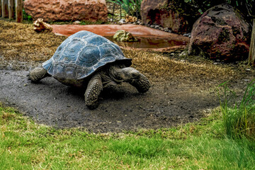 Fototapeta premium Aldabra Giant Tortoise in Natural Habitat