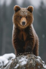 Fototapeta premium A majestic brown bear stands proudly atop a snow-covered rock, showcasing its strength and resilience in the harsh winter wilderness