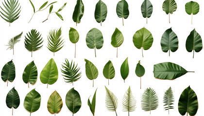 Set collection of different tropical leaves, isolated, white background
