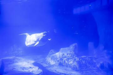 Obraz na płótnie Canvas Beluga Whale Gliding Gracefully Underwater
