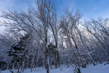 蒜山の森の雪景色の風景
