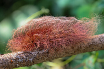 selective focus, large, fluffy, pink caterpillar Insects that look strange but are beautiful and cute. Caterpillars of moths in the forest are hard to find.