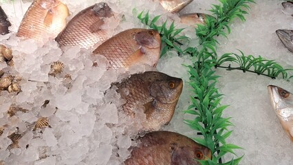 Fresh raw tilapia on display on ice at a Banjar City supermarket, Indonesia.