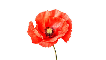 Red poppy flower cut out. Poppy flower on transparent background