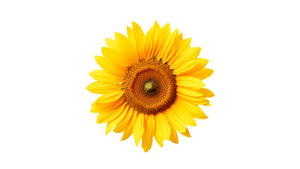 Yellow sunflower cut out. Sunflower flower on transparent background