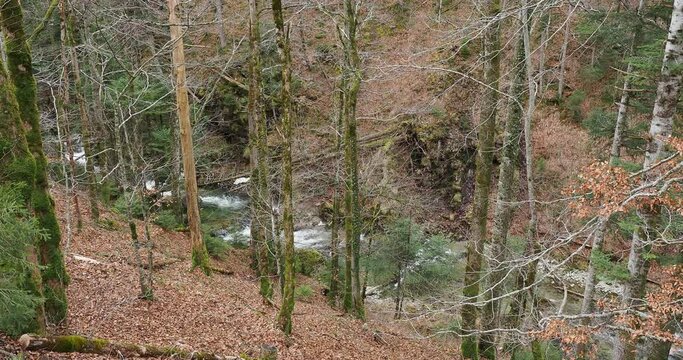 Wanderung durch den Wald zum Suttengebiet. Oberlauf der Rottach Bach zwischen Suttensee, Enterrottach, Rottach-Egern bis Tegernsee 
