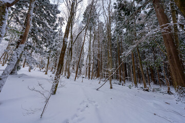 蒜山の森の雪景色の風景