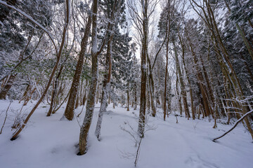 蒜山の森の雪景色の風景
