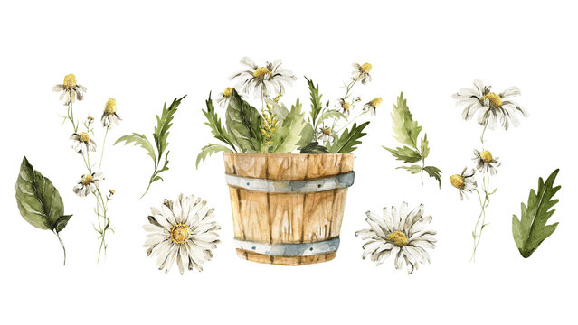 Watercolor floral set. Hand drawing illustration of basket of daisy bouquet, chamomile, leaves. Field flowers, leaf isolated on white background. Botanical illustration for easter card design, print