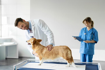 Attentive male veterinarian examining pembroke welsh corgi dog while female colleague writing...
