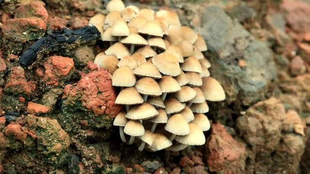 Mushrooms grow in clusters.Mushrooms with brown caps grow on the soil left behind by burning. For wallpapers and backgrounds