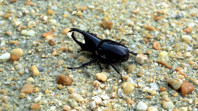 Close-up of insect horn beetle (Oryctes rhinoceros) on sand. indonesia