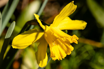 Narcissus Gold Disc. This variety has an unusually bright, rich neon yellow color and wavy, slightly corrugated large petals.