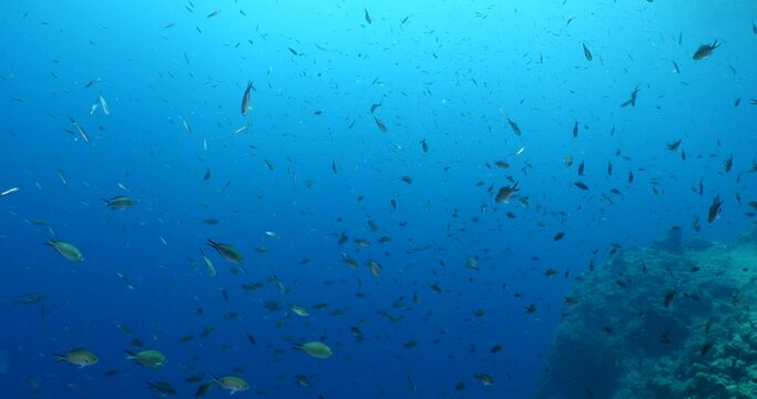 underwater scenery blue water damsel fish school ocean scenery mediterranean