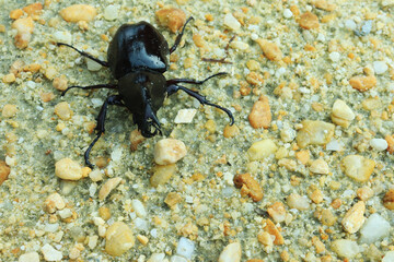 Close-up of insect horn beetle (Oryctes rhinoceros) on sand. indonesia