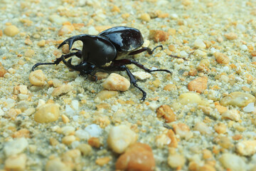 Close-up of insect horn beetle (Oryctes rhinoceros) on sand. indonesia