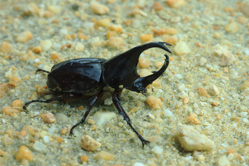 Close-up of insect horn beetle (Oryctes rhinoceros) on sand. indonesia