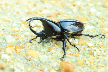 Close-up of insect horn beetle (Oryctes rhinoceros) on sand. indonesia