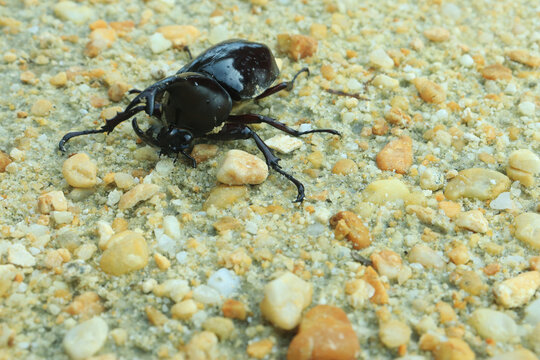 Close-up of insect horn beetle (Oryctes rhinoceros) on sand. indonesia
