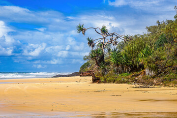 Jungle threshold on the 75-mile beach on the east coast of Fraser Island, Queensland, Australia