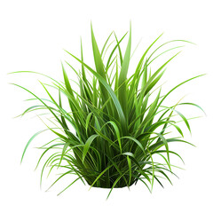 Grass on isolated background