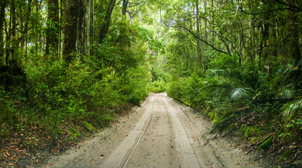 Wheel tracks on a sandy road in the Great Sandy National Park on Fraser Island, off the coast of Queensland in Australia - First person view of 4x4 driving in a rainforest © Alexandre ROSA