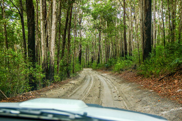 Wheel tracks on a sandy road in the Great Sandy National Park on Fraser Island, off the coast of Queensland in Australia - First person view of 4x4 driving in a rainforest © Alexandre ROSA