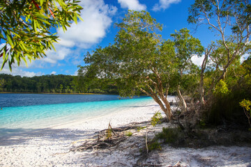 Eucalyptus trees on the beach of Lake McKenzie (Boorangoora) on Fraser Island (K'gari), a perched lake of pure turquoise freshwater surrounded by pure white silica sand in Queensland, Australia
