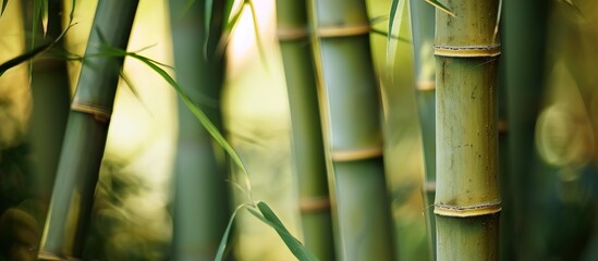 close up of bamboo stems and leaves in the forest.