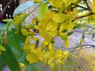 Close-up of Ochna integerrima, yellow flower or Mai flower, leaves and buds in the garden in Mekong Delta Vietnam.
