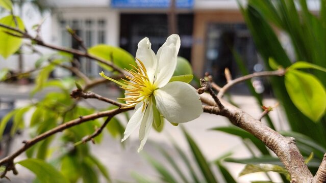 Close-up of white apricot flowers in Mekong Delta Vietnam.