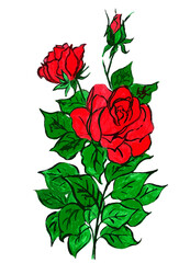 Beautiful red roses on a white background