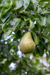 Shiny delicious pears hanging from a tree branch in the orchard..