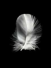 a small white bird feather in close-up