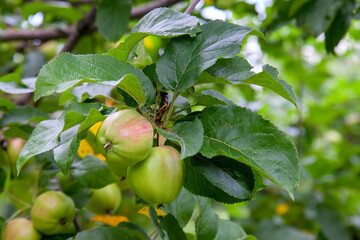 Shiny delicious green apples on a branch ready to be harvested in an apple orchard..